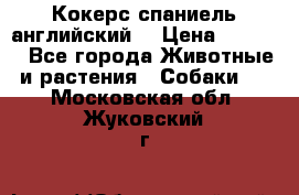 Кокерс спаниель английский  › Цена ­ 4 500 - Все города Животные и растения » Собаки   . Московская обл.,Жуковский г.